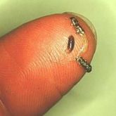A fingertip displaying a pulled apart caterpillar larva with a mature wasp larva
